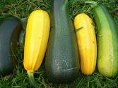 Garden Vegetable Stuffing