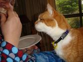 Ginger Toast