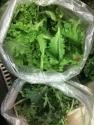 Green Gumbo
