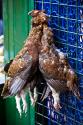 
Roast Grouse