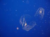 Jelly Centers