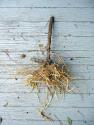 Jerusalem Artichokes