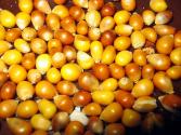 Kernel Krunch Corn Muffins