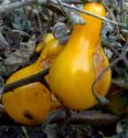 
Last-minute Fruit