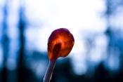 Lolly Pops