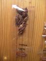 Mexican Grasshopper