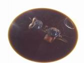 Double Mushroom Consomme