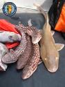 Oriental Fish
