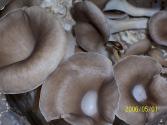 Oyster And Mushroom Pie