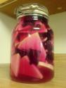 Vinegar Pickled Turnips