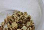 Puffed Brown Rice