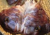 Sea Bream In Red Sauce