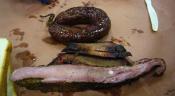 Roast Beef Brisket