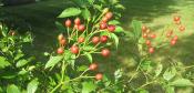 Cooking Lake Rose Hip Catsup