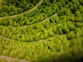 Orecchini With Savoy Cabbage & Dill