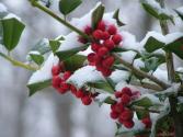 Seasonal Berries