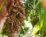 Grain Seed Wafers