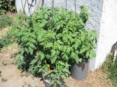 Sole With Tomatoes