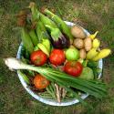 
Spanish Okra`