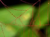 Spiders' Webs