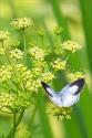 Spring Butterfly Pasta