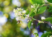 Spring Fruit Jam