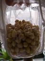 Sprouted Pulses