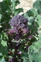 Sprouted Broccoli