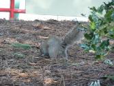 Pink Squirrel Fondue 