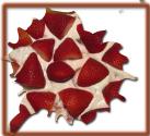 Strawberry Cream Pie