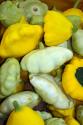 Scallop Summer Squash With Cheese