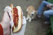Surprise Hot Dogs