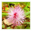 Tropical Mimosa