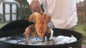 Tips To Grill Beer Can Chicken