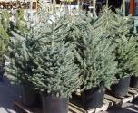 How To Preserve Live Christmas Tree