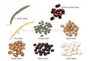 What Does Beans Have In It That's Good For You?