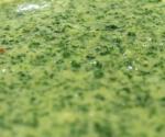 Indian Coriander And Mint Chutney