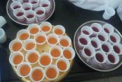 Party Time Jello Shots