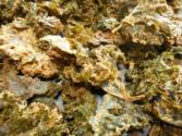 Kale Chips With Almond Butter