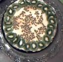 Kiwi And Passion Fruit Cheesecake