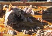 La Caja China Pig Roast 