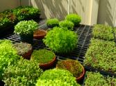 Hawaiian Grown Tv - Dryland Nursery
