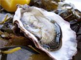 Mobjack Bay Oysters On The Half Shell