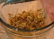 Mung Bean Sprouting Demonstration