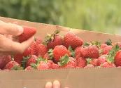 Research For A Better Strawberry