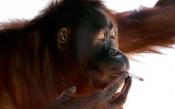 Meet Miss Tori - The Orangutan Who Loves To Smoke