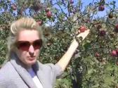 Organic Apples At Avalon Orchards
