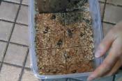 Energy Bars