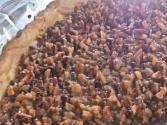 Easy Pecan Pie - How To Make Southern Pecan Pie