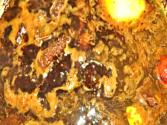 Pepperpot Guyanese Style